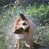 The Doghouse : Dogs!